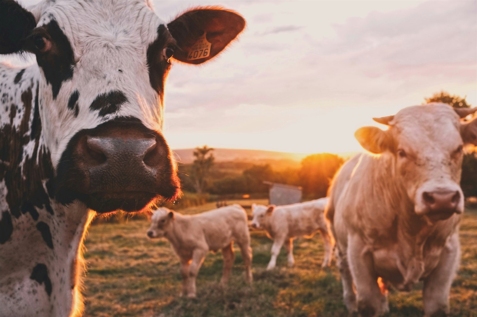 Vaches laitières MyMarguerit : l'investissement halal que personne n'explique